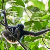 Borneo-Gibbon (Borneon Gibbon), Tabin